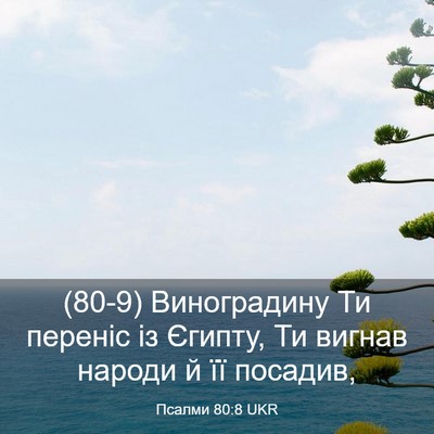 Picture 03 - Псалми 80:8 UKR - (80-9) Виноградину Ти переніс - Bible Verse Picture