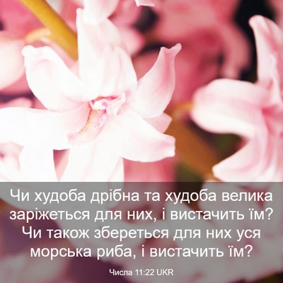Picture 03 - Числа 11:22 UKR - Чи худоба дрібна та худоба - Bible Verse Picture