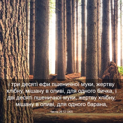 Picture 03 - Числа 28:12 UKR - і три десяті ефи пшеничної - Bible Verse Picture