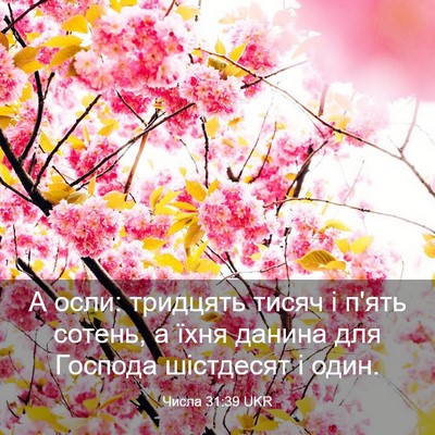 Picture 03 - Числа 31:39 UKR - А осли: тридцять тисяч і - Bible Verse Picture
