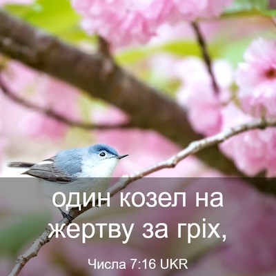 Picture 03 - Числа 7:16 UKR - один козел на жертву за - Bible Verse Picture