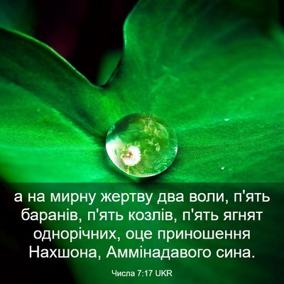 Picture 03 - Числа 7:17 UKR - а на мирну жертву два воли, - Bible Verse Picture
