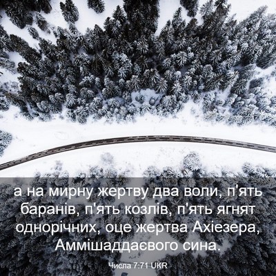 Picture 03 - Числа 7:71 UKR - а на мирну жертву два воли, - Bible Verse Picture
