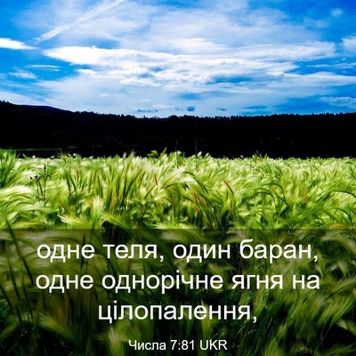 Picture 03 - Числа 7:81 UKR - одне теля, один баран, одне - Bible Verse Picture