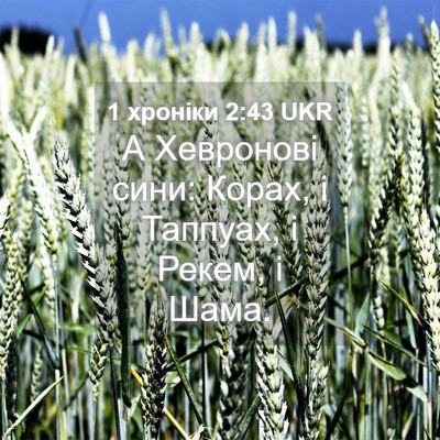 Picture 04 - 1 хроніки 2:43 UKR - А Хевронові сини: Корах, і - Bible Verse Picture