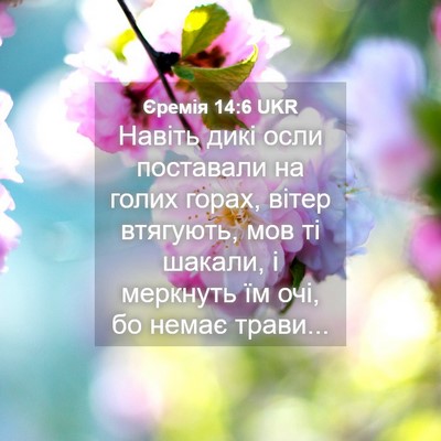 Picture 04 - Єремія 14:6 UKR - Навіть дикі осли поставали - Bible Verse Picture