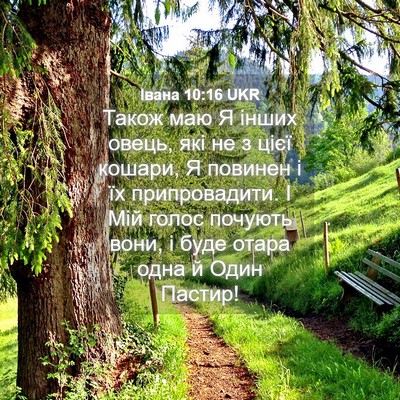 Picture 04 - Івана 10:16 UKR - Також маю Я інших овець, - Bible Verse Picture