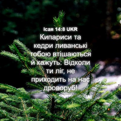 Picture 04 - Ісая 14:8 UKR - Кипариси та кедри - Bible Verse Picture