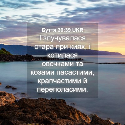 Picture 04 - Буття 30:39 UKR - І злучувалася отара при - Bible Verse Picture