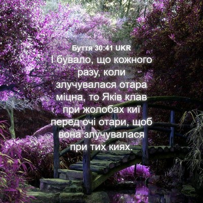 Picture 04 - Буття 30:41 UKR - І бувало, що кожного разу, - Bible Verse Picture