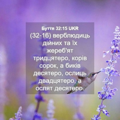 Picture 04 - Буття 32:15 UKR - (32-16) верблюдиць дійних та - Bible Verse Picture