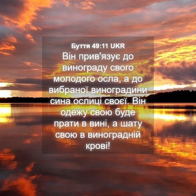 Picture 04 - Буття 49:11 UKR - Він прив'язує до винограду - Bible Verse Picture