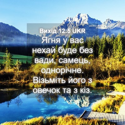 Picture 04 - Вихід 12:5 UKR - Ягня у вас нехай буде без - Bible Verse Picture