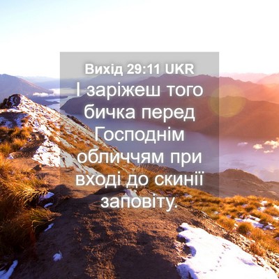 Picture 04 - Вихід 29:11 UKR - І заріжеш того бичка перед - Bible Verse Picture