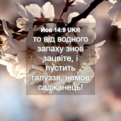Picture 04 - Йов 14:9 UKR - то від водного запаху знов - Bible Verse Picture