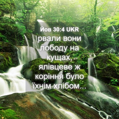 Picture 04 - Йов 30:4 UKR - рвали вони лободу на кущах, - Bible Verse Picture
