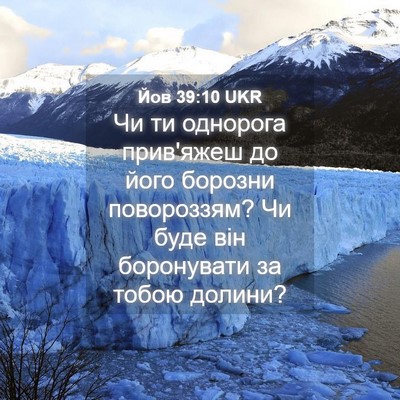 Picture 04 - Йов 39:10 UKR - Чи ти однорога прив'яжеш до - Bible Verse Picture