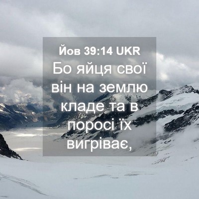 Picture 04 - Йов 39:14 UKR - Бо яйця свої він на землю - Bible Verse Picture