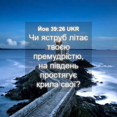 Picture 04 - Йов 39:26 UKR - Чи яструб літає твоєю - Bible Verse Picture