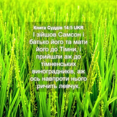 Picture 04 - Книга Суддів 14:5 UKR - І зійшов Самсон і батько - Bible Verse Picture