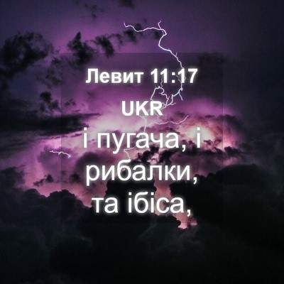 Picture 04 - Левит 11:17 UKR - і пугача, і рибалки, та - Bible Verse Picture