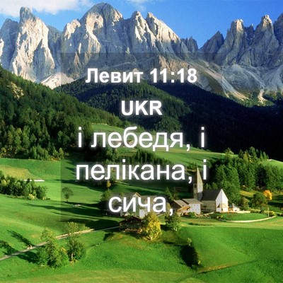 Picture 04 - Левит 11:18 UKR - і лебедя, і пелікана, і - Bible Verse Picture