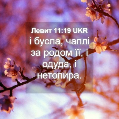 Picture 04 - Левит 11:19 UKR - і бусла, чаплі за родом її, - Bible Verse Picture