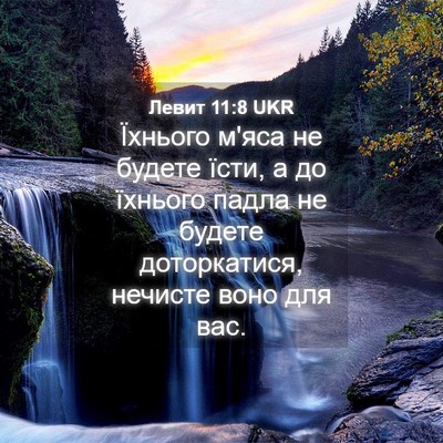 Picture 04 - Левит 11:8 UKR - Їхнього м'яса не будете - Bible Verse Picture