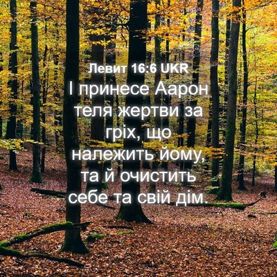 Picture 04 - Левит 16:6 UKR - І принесе Аарон теля - Bible Verse Picture