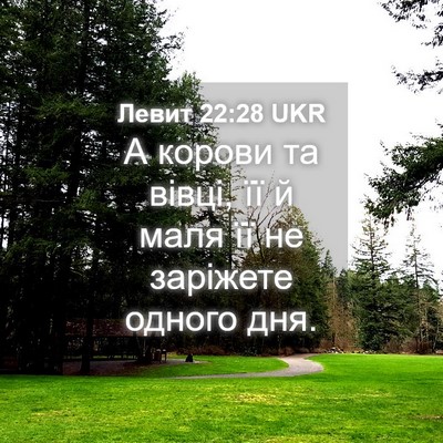Picture 04 - Левит 22:28 UKR - А корови та вівці, її й маля - Bible Verse Picture