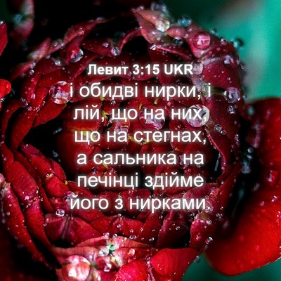 Picture 04 - Левит 3:15 UKR - і обидві нирки, і лій, що на - Bible Verse Picture