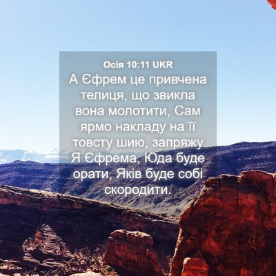 Picture 04 - Осія 10:11 UKR - А Єфрем це привчена телиця, - Bible Verse Picture
