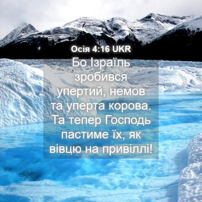 Picture 04 - Осія 4:16 UKR - Бо Ізраїль зробився - Bible Verse Picture