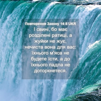 Picture 04 - Повторення Закону 14:8 UKR - І свині, бо має розділені - Bible Verse Picture