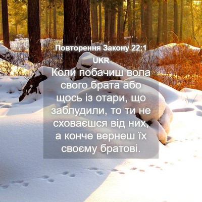 Picture 04 - Повторення Закону 22:1 UKR - Коли побачиш вола свого - Bible Verse Picture