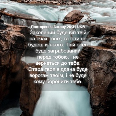 Picture 04 - Повторення Закону 28:31 UKR - Заколений буде віл твій на - Bible Verse Picture