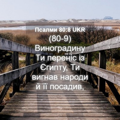 Picture 04 - Псалми 80:8 UKR - (80-9) Виноградину Ти переніс - Bible Verse Picture