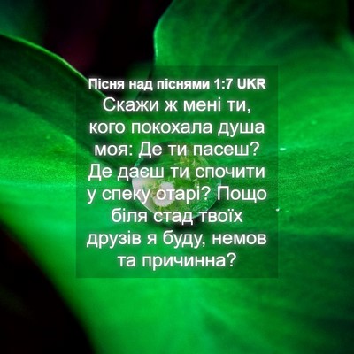Picture 04 - Пісня над піснями 1:7 UKR - Скажи ж мені ти, кого - Bible Verse Picture