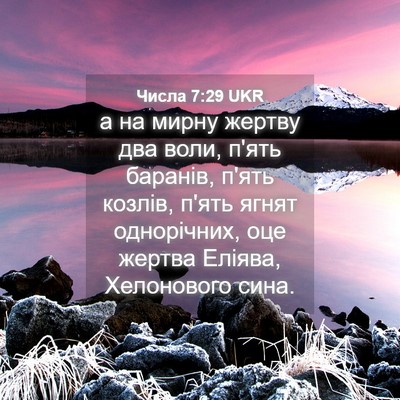 Picture 04 - Числа 7:29 UKR - а на мирну жертву два воли, - Bible Verse Picture