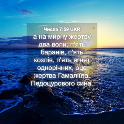 Picture 04 - Числа 7:59 UKR - а на мирну жертву два воли, - Bible Verse Picture