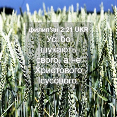 Picture 04 - филип'ян 2:21 UKR - Усі бо шукають свого, а не - Bible Verse Picture