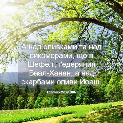 Picture 05 - 1 хроніки 27:28 UKR - А над оливками та над - Bible Verse Picture