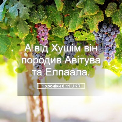 Picture 05 - 1 хроніки 8:11 UKR - А від Хушім він породив - Bible Verse Picture