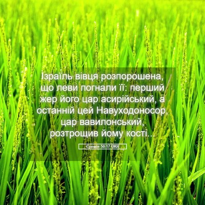 Picture 05 - Єремія 50:17 UKR - Ізраїль вівця розпорошена, - Bible Verse Picture