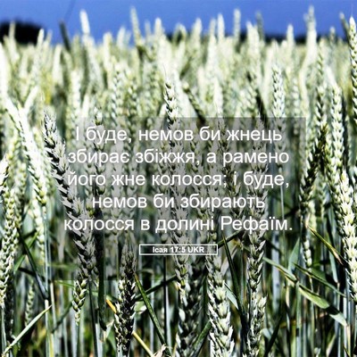 Picture 05 - Ісая 17:5 UKR - І буде, немов би жнець - Bible Verse Picture