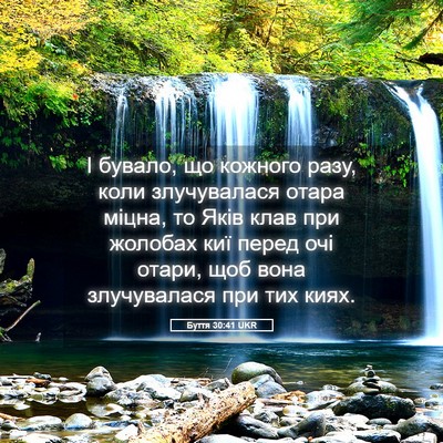 Picture 05 - Буття 30:41 UKR - І бувало, що кожного разу, - Bible Verse Picture