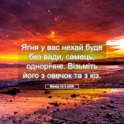 Picture 05 - Вихід 12:5 UKR - Ягня у вас нехай буде без - Bible Verse Picture