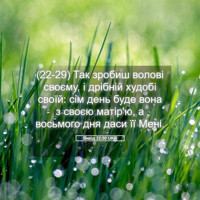 Picture 05 - Вихід 22:30 UKR - (22-29) Так зробиш волові - Bible Verse Picture