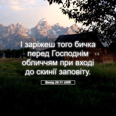 Picture 05 - Вихід 29:11 UKR - І заріжеш того бичка перед - Bible Verse Picture
