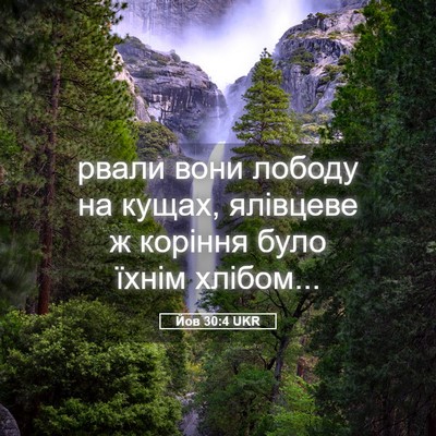 Picture 05 - Йов 30:4 UKR - рвали вони лободу на кущах, - Bible Verse Picture